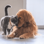 Gray and white cat 'head butting' a golden retriever dog.