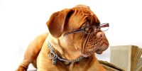 dog with glasses